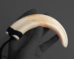 Maori Necklace | Extra Large Niho Poaka Pig Tusk