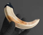 Maori Necklace | Extra Large Niho Poaka Pig Tusk